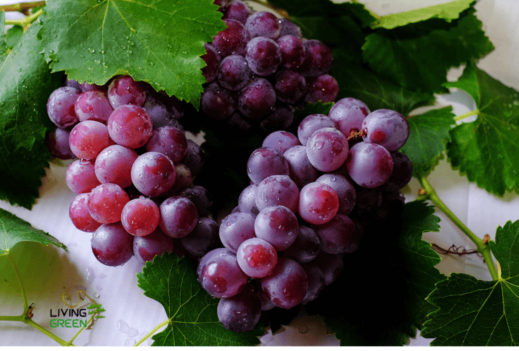 Fruits Reduce Cholesterol