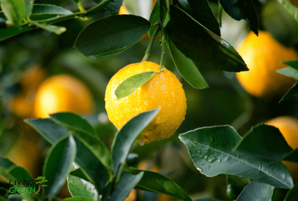 Fruits Reduce Cholesterol
