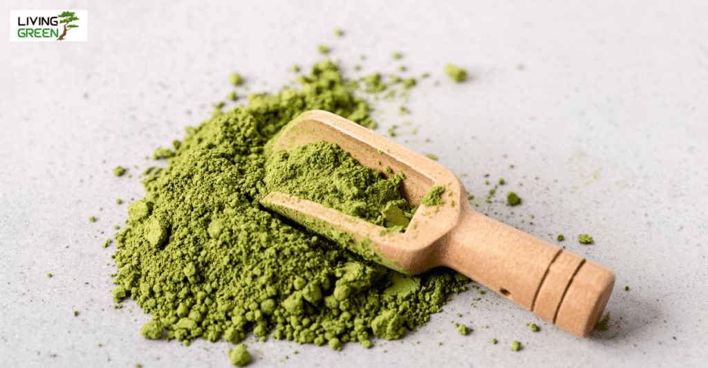 Best Green Superfood Powder